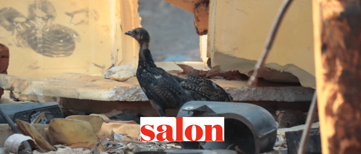 chickens in a plastic waste dump, Salon logo in foreground