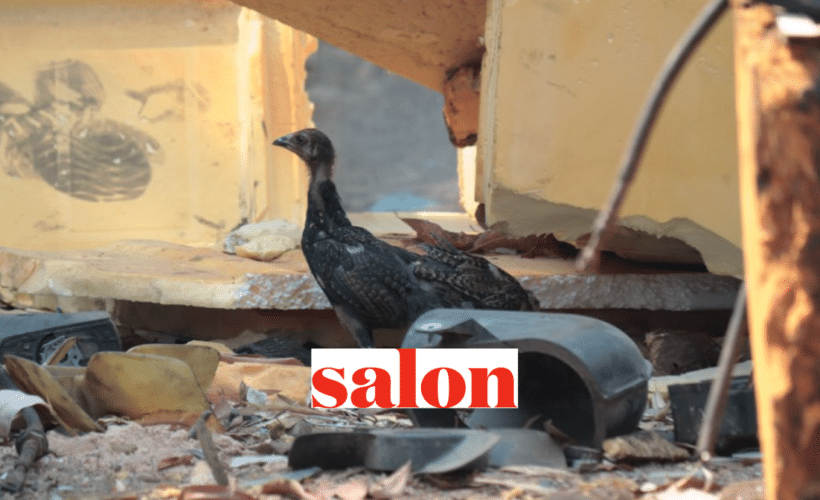 chickens in a plastic waste dump, Salon logo in foreground