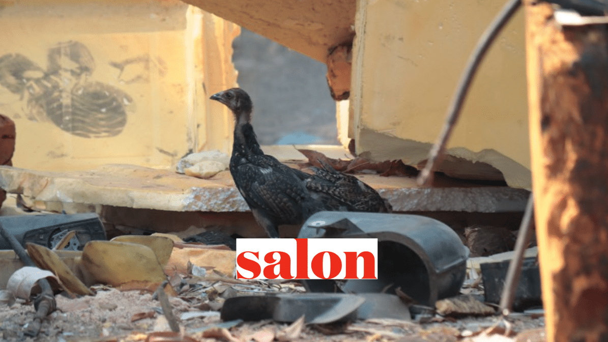 chickens in a plastic waste dump, Salon logo in foreground