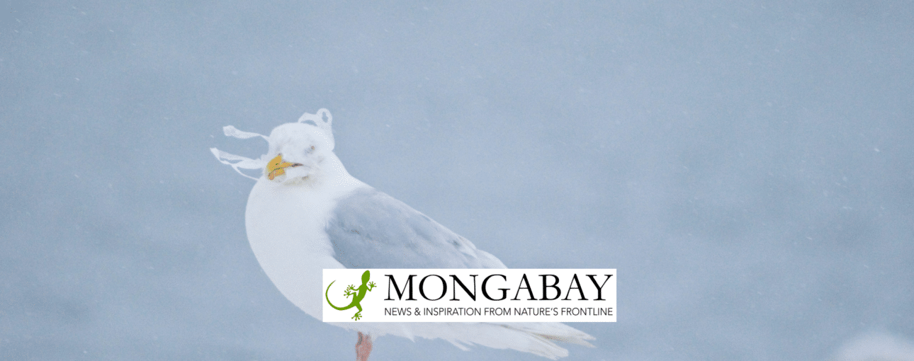 Arctic bird in background with Mongabay logo