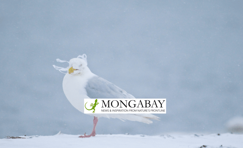 Arctic bird in background with Mongabay logo