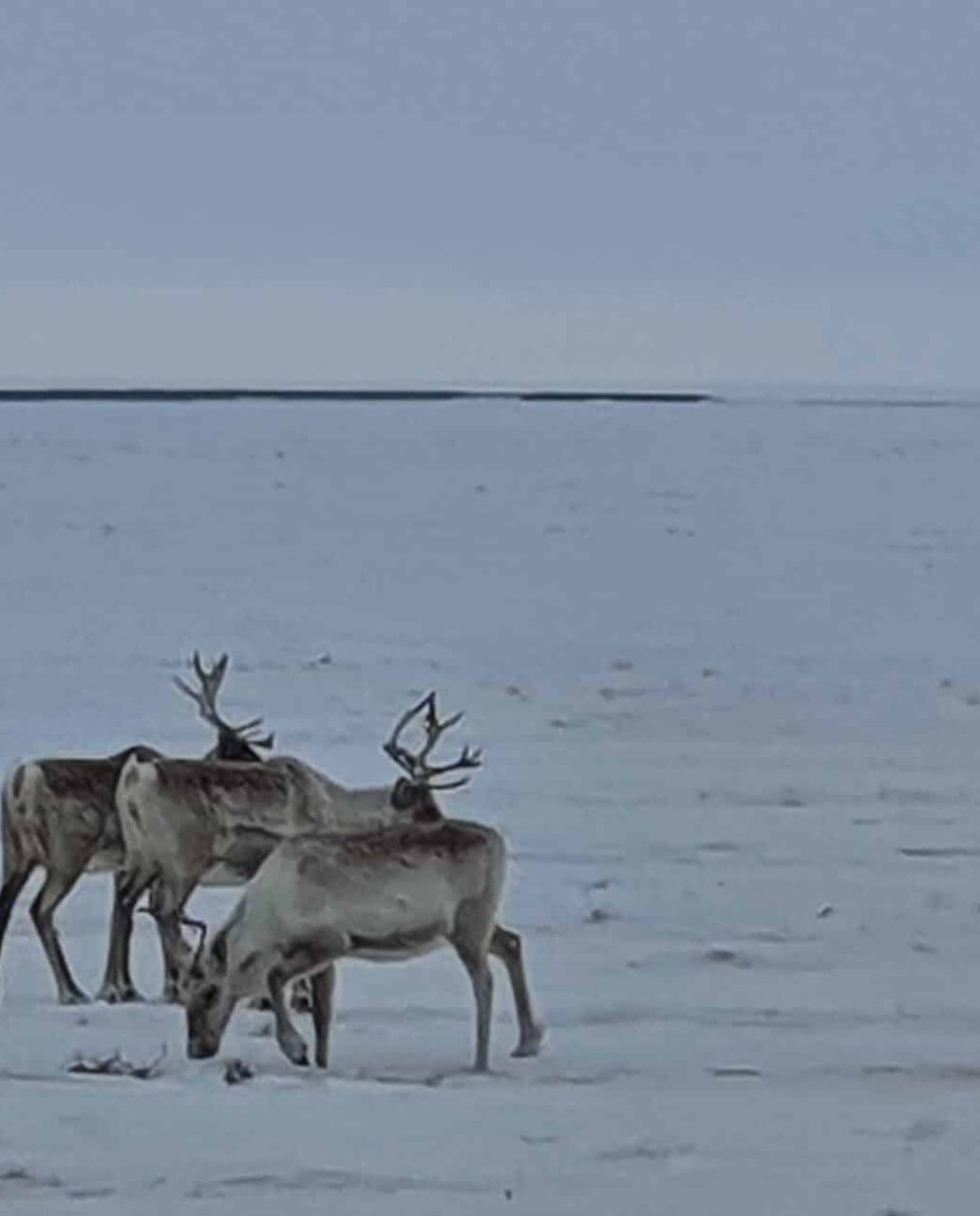 Caribou grazing